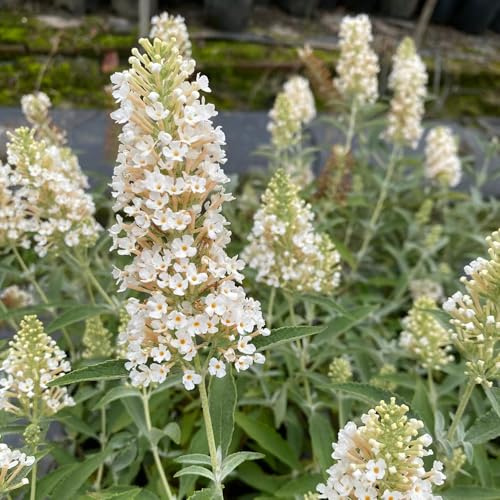 Semi di buddleja - resistenti balcone con rampicanti d'appartamento tappezzanti decorazioni giardino per esterni giardino 150pcs