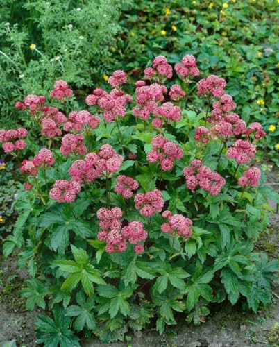 Astrantia major 'Rosensinfonie' 9x9 cm Topf – Winterhart, Mehrjährig, Pflegeleicht – Sterndolde – Staude für Beet & Halbschatten