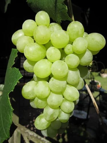 Vitis vinifera Ortega, frühreifend, Muskat-Pfirsicharoma, Mehltaufest