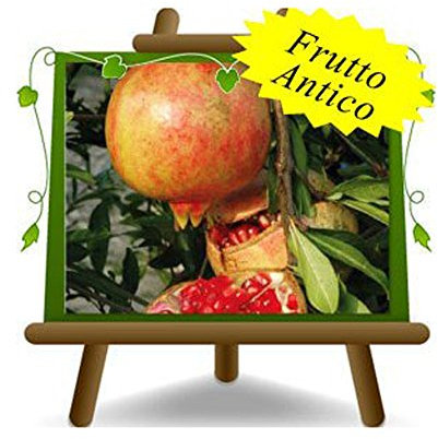 EURO PLANTS VIVAI Grenadier Mollar plante fruitière ancienne en un pot de 20 cm hauteur maximale 180 cm - Âge 2 ans