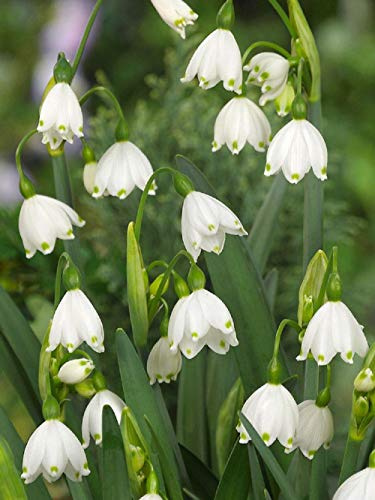 100 Große Blumenzwiebeln Märzbecher Leucojum Aestivum