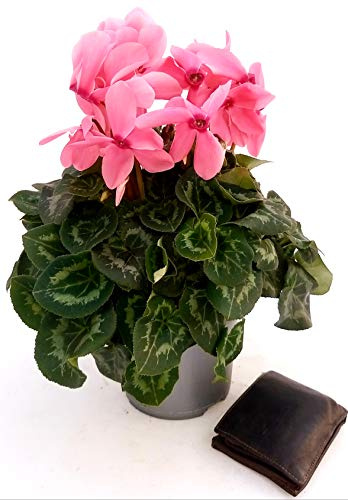 POWERS TO FLOWERS - CICLAMINO XXL GRANDIFLORA ROSA, vaso 17cm, pianta vera