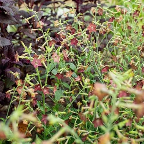 tabacco decorativo, giardino, balcone tabacco ornamentale ornamentali per zone soleggiate semi di tappezzanti resistenti al freddo per l' 225semi