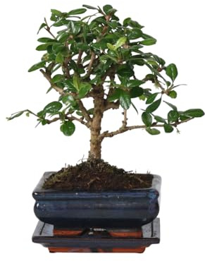 Plant in a Box - Fukien Bonsaibaume - Carmona microphylla - Höhe 20-30cm - Topf 15cm