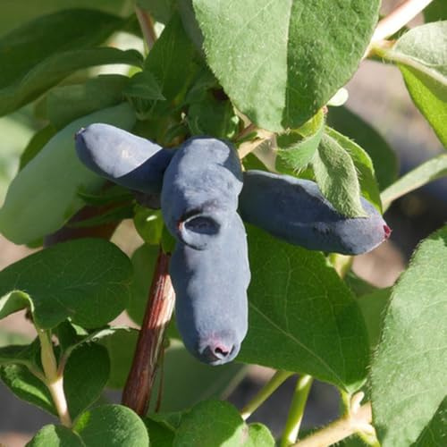 semi di mirtillo siberiano honeyberry - balcone letto rialzato vecchie varietà resistenti giardino 50pcs