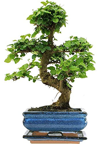 Bonsai Ligustrum Baum Lebende Zimmerpflanze im 15cm Topf