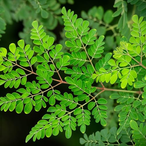 Semi di Moringa, Le sempreverdi sono resistenti Moringa oleifera, giardino semi biologici 35pcs