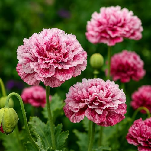 Mohn Flemish Antique – Papaver paeoniflorum – 1000 Samen | Gefüllte Blüten | Rot-Rosa mit Streifen