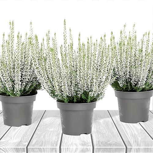 Heidekraut, Knospenheide, Besenheide, Farbe Rot, Weiß, Rosa, Violett, 3x Pflanze im Topf, Calluna vulgaris, für Balkon, Terrasse oder Garten, Winterhart & Mehrjährig, Blühend (Weiß)