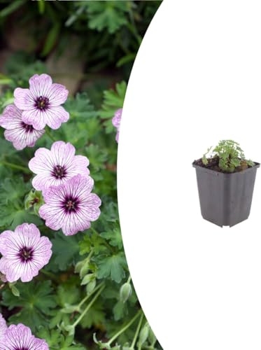 Geranium cin. 'Ballerina' | 60 stycken - 10-25cm - Ø9cm - Trädgårdsväxt