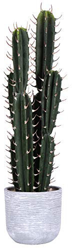 Vickerman 524206-27.5 Cactus verde en maceta para hormigón (FH181101) suculentas para oficina en casa
