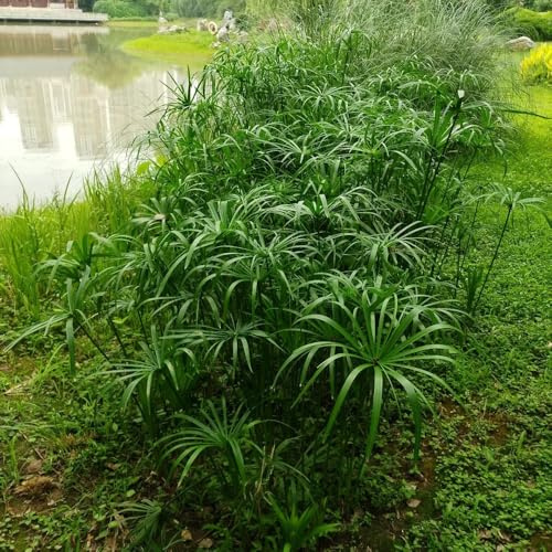zyperngrassamen - mehrjährig winterhart, garden balkon, bodendecker stauden 150pcs