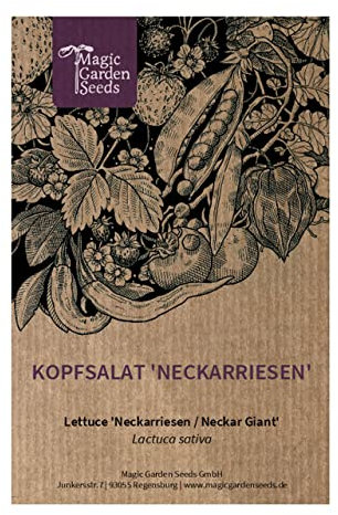 Lattuga 'Neckarriesen' (Lactuca sativa) - circa 250 semi