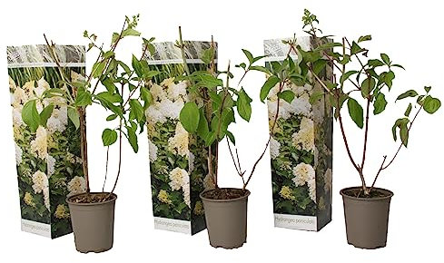 Plant in a Box - Ortensia hydrangea paniculata 'Phantom'- Ortensia Plume - Set di 3 - Perfetta per il giardino! - Vaso 9cm - Altezza 25-40cm