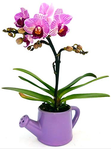 POWERS TO FLOWERS - ORCHIDEA PHALAENOPSIS BONSAI FUCSIA IN VASO INNAFFIATOIO, Orchidea Falenopsis, Pianta Vera