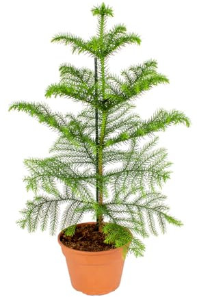 Bloomique - Araucaria Heterophylla - Pino da Appartamento - Pianta da Interno - Purifica l’Aria - Adatta agli Animali - Alta 40-50 cm - Vaso 15 cm