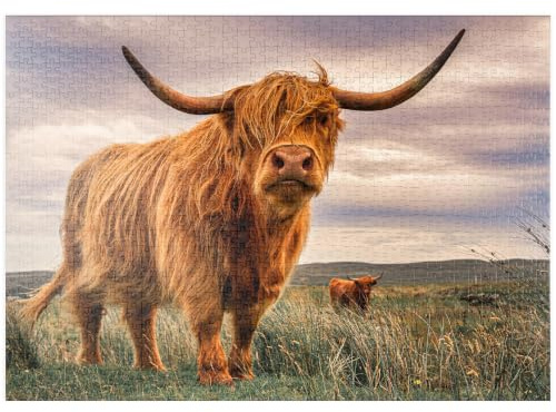 MyPuzzle Highland Kühe an der Nordküste Schottlands - Premium 1000 Teile Puzzle - MyPuzzle Sonderkollektion von Puzzle Galaxy