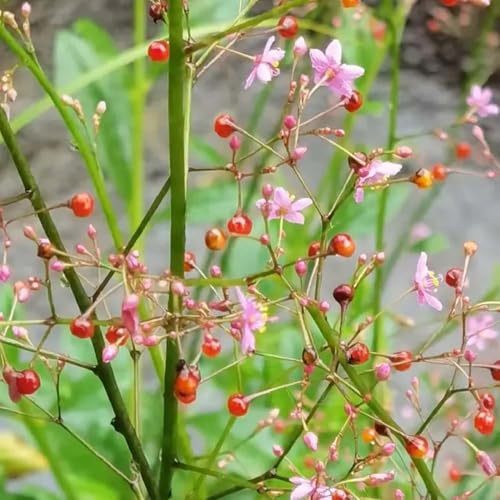 ginseng - wintergemüse indoor garten kräutersamen kübelpflanzen pflanzensamen balkon kräuterpflanzen dekopflanzen pflanztopf stauden winterhart 300samen