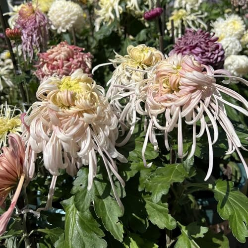 crisantemo giardino rocce decorazione giardino semi primavera estate scalapante autunno resistenti balcone parterre 150pcs