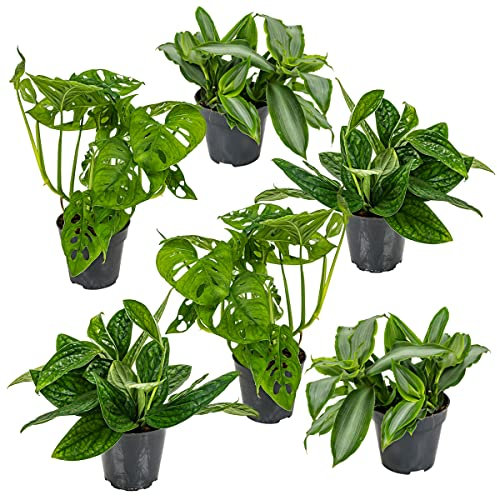 6x Botanische Zimmerpflanzen-Mix - Epipremnum - Monstera Monkey - Murdannia - ⌀12 cm - 20-25 cm