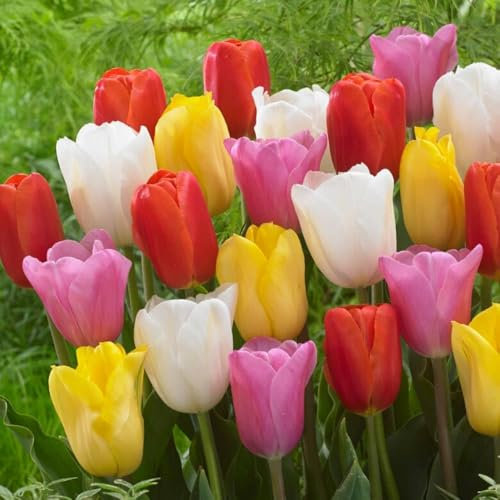 Tulipes Budget Mix - 50 Bulbes de Fleurs à Planter Exterieur - Plantes Vivaces Exterieur - Rustique - Naturelle Plantes de Hollande (pas de graines, non artificielle)