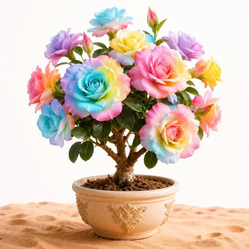Rosa del deserto- Colore Vivido Resistente e Facile da Curare da Giardino-4 Bulbi -G