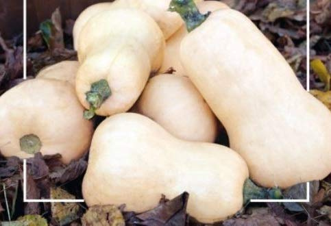 Stk - 7x Kürbis Waltham Butternut - Kürbis Samen Gemüse KS532 - Seeds & Plants Shop by Ipsa
