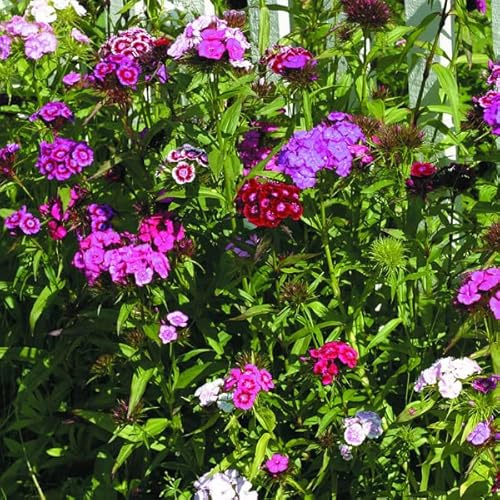 6 x Bartnelke Flieder 'Indianer Teppich' - Dianthus Barbatus 'Indianer Teppich' Topf 9x9cm: Duftende, lila Blüten, perfekt für Bauerngärten und duftende Beete.