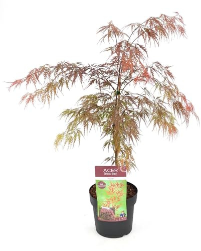 Erable du Japon - Acer 'Garnet'