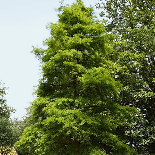 40 semi freschi di cipresso verde