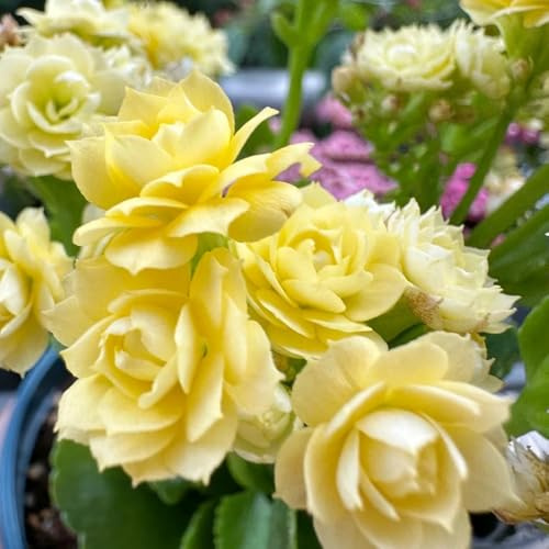 Kalanchoe a prueba de calor silvestres rápido crecimiento otoño 280semillas