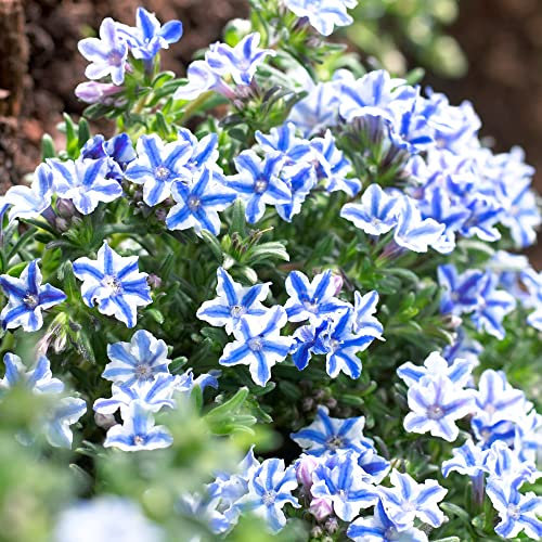 GardenersDream Lithodora Blue Star Plant in Pot - Fast Growing Flowering Shrub for Gardens, Borders & Beds - Healthy Garden Ready Perennial Plants - Evergreen Outdoor Plant (30-40 cm incl. 3L Pot)