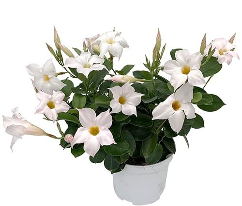Dipladenia Blanca o Mandevilla Natural Planta Trepadora de Exterior