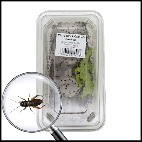Livefoods4u Micro Black Crickets 1-3mm Approx 500 | Live Reptile Food