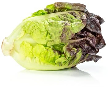 Vegetable - Lettuce - Red Gem - 1000 Seeds - Economy Pack