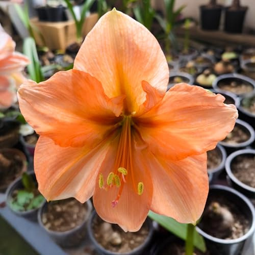 Amaryllis Rilona Winter Flowering Bulbs - Apricot Orange Trumpet Shaped Flowers Ideal for Indoor Amaryllis Pots or Mixed Bulb Pots - Autumn Bulbs for Planting Now UK (Pack of 1)
