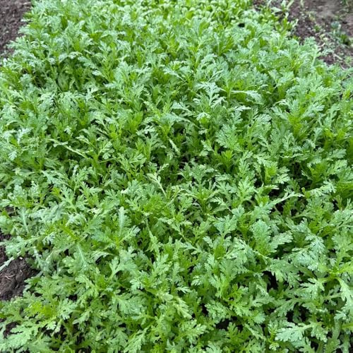 Semi di crisantemo Coronarium, antiche varietà crisantemo commestibili, giardino orto 350pcs