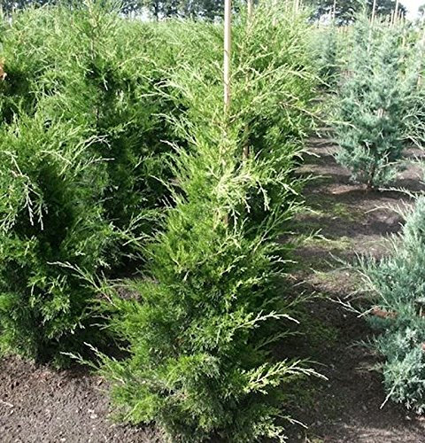 Zypressen Wacholder Canaeetii 60-80cm - Juniperus virginiana - lebende Gartenpflanze aus den Baumschulen