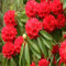 100 semillas de flores de rododendro, rojas