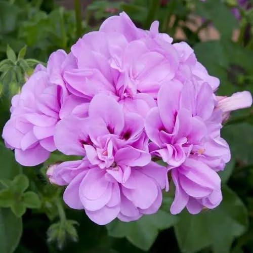100 Stück Lavendel-Geranien-Blumensamen