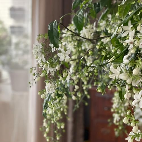 clerodendrum wallichii - gelsomino - rampicanti balcone giardino 2piante