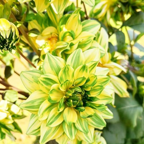 tuberi di dalia decorazione autunnali a precoce resistenti Coltivare 3pcs