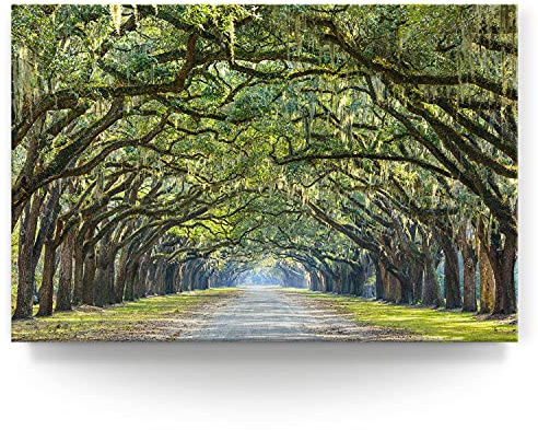 BilderKing Wandbild Straßenallee Alte Eichen - 150cm x 100cm Leinwand auf 4cm Keilrahmen