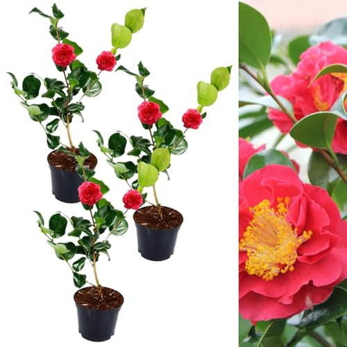 Camellia Blood of China Plant - Camellia Japonica 'Victor Emmanuel 20-35cm in Height - Evergreen Shrubs Ready to Plant (3)