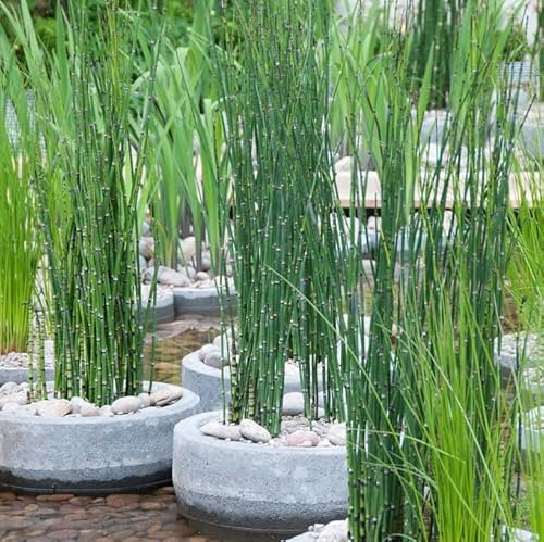 Bloomique - Set di 6 - Equisetum Japonicum - Coda di Cavallo Giapponese - Pianta Acquatica - Pianta da Stagno - Resistente al Freddo - Alta 20-30 cm - Vaso 9 cm