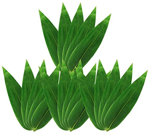 DOITOOL 100 platos de sushi con hojas de bambú para cocinar Zongzi, sustitutos de hoja de plátano para hacer aperitivos chinos al vacío, hojas, kit de alimentos, decoración de hojas para