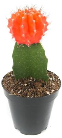 Cactus Injertado NATURAL: Una Pincelada de Originalidad y Exotismo para tu Colección de Cactus
