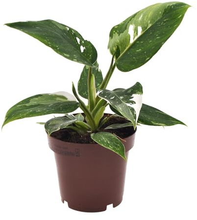 Filodendro Princesa Blanca - 25cm - Ø12cm - Planta de interior - Hojas perennes