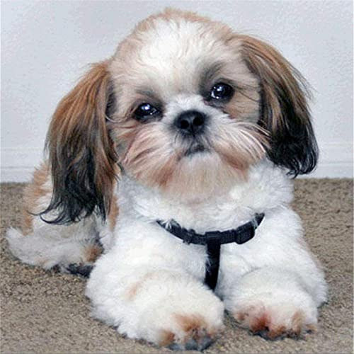YSCOLOR Diamant Painting Shih Tzu Hund DIY Handgemachte Diamant Malerei Tiere 5D Volle Runde Kreuzstich Kit Diamant Stickerei Mosaik Dekor 30X30cm