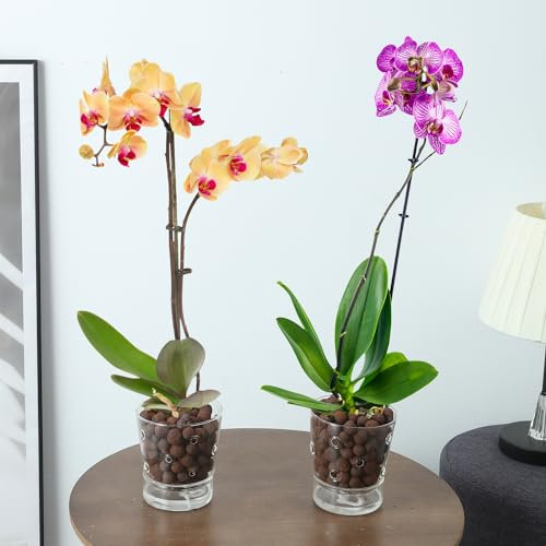 PERFECTOP 2 macetas de orquídeas de cristal de riego automático de 4 pulgadas con agujeros, maceta transparente para plantas de interior con depósito de platillo y agujeros de drenaje, maceta de fácil